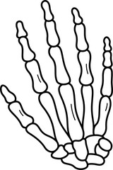 Main bones of the human hand