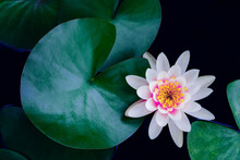 Closeup Beautiful Lotus Flower And Green Leaf In Pond, Purity Nature Background, Red Lotus Water Lily Blooming On Water Surface And Dark Blue Leaves Toned
