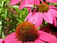 Bee On A Pink Coneflower 