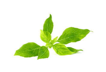 Canvas Print - leaf  fresh basil isolated on white background ,Green leaves pattern