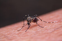 Close-up Of Striped Mosquitoes Are Eating Blood On Human Skin.