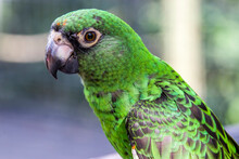 The Red-fronted Parrot (Poicephalus Gulielmi), Also Known As Jardine's Parrot, A Medium-sized Mainly Green Parrot In Africa
