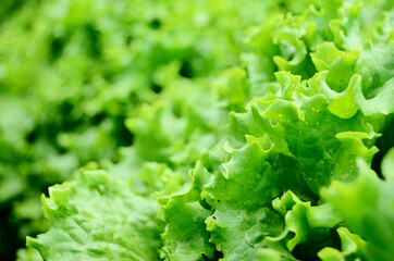 leaves of fresh green salad on the bed close-up