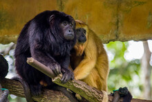 The Closeup Image Of Black Howler Monkey (Alouatta Caraya).
Only The Adult Male Is Black; Adult Females And Juveniles Of Both Genders Are Overall Whitish To Yellowish-buff.
