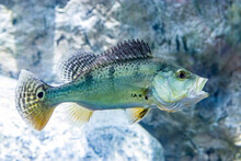 The Butterfly Peacock Bass(Cichla Ocellaris) Is A Very Large Species Of Cichlid From South America, And A Prized Game Fish. 