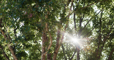 Wall Mural - sunlight pass though the tree bark