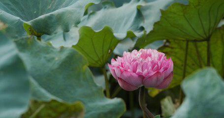 Sticker - Lotus flower plant in water pond