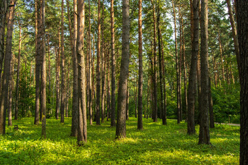  Coniferous forest in the sunlight. Tall pines in the Park in the bright sun