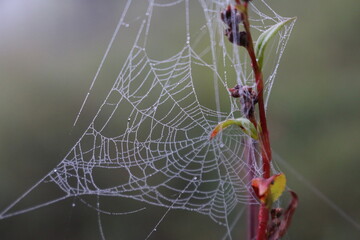 spider web with dew drops
