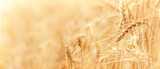 Fototapeta Tulipany - Wheat fields. Golden wheat ears.Rich Harvest Concept. Background of ripening ears of fieldwheat.Copy space for text.Banner