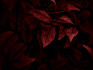 Wall Mural - Beautiful abstract color pink and red flowers on dark background and light black flower frame and red leaves texture, red background, red banner happy valentine
