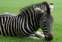 Closeup Of A Young Juvenile Wild Zebra Lying On The Green Grass Grazing In South Africa