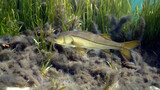 Fototapeta  - A wild Snook (Centropomus undecimalis) moves past an eel grass bed searching for prey. Snook are highly prized game fish in Florida, and make excellent table fare.
