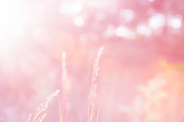  pink bokeh background with grasses