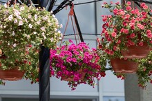 Composition Of Lush Ampelous Calibrachoa In Hanging Pots In The