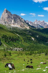 Wall Mural - Horses on green alpine pasture, dolomites italy