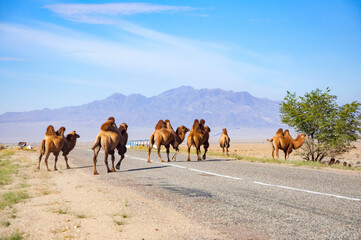 bactrian camels (camelus bactrianus), crossing the road in dried steppe in central asia with mountai
