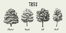 Hand Drawn Sketch Tree Species Illustration Set. Vector Isolated Vintage Background