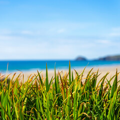  grass on the beach, showing blue sea and blue sky