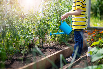 Wall Mural - Child watering tomato seedling in the soil in greenhouse