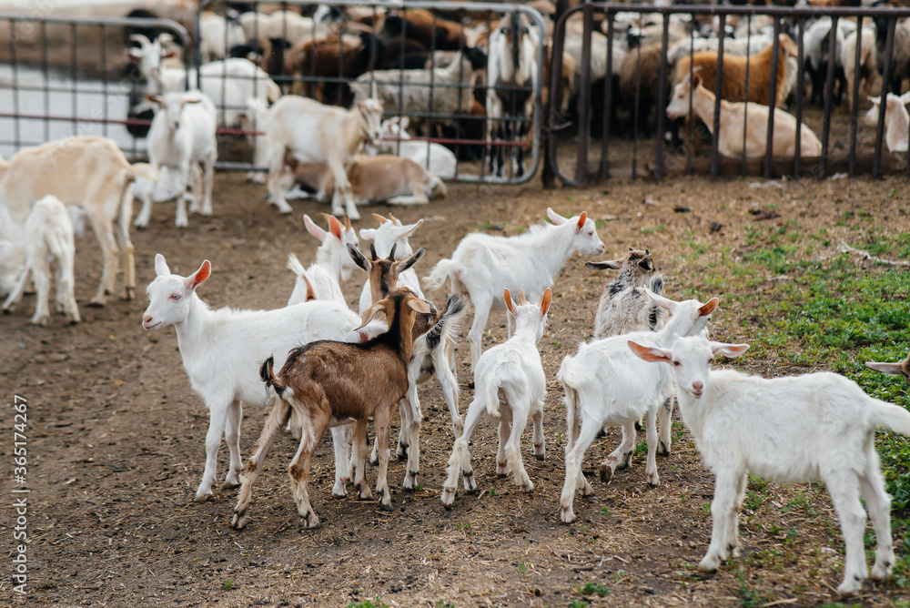 Grazing a herd of goats and sheep in the open air on the ranch. Cattle ...
