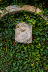 Wall Mural - Old wall with green ivy. Close-up