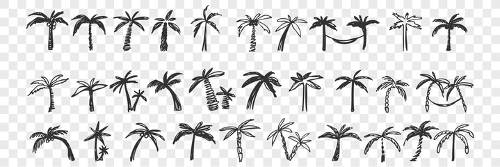 Hand drawn palm trees doodle set.