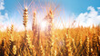 Ripe wheat field on a sunny day
Ripe golden wheat field on a sunny day. Close-up of wheat ears in front of clouds and blue sky. Background for harvest time and agriculture concepts. Short depth of fie