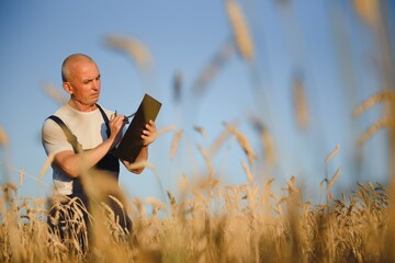 Serious gray haired agronomist or farmer using a tablet while inspecting organic wheat field before the harvest. Side view.