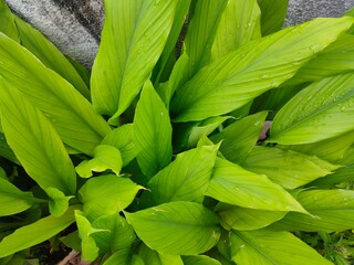 Turmeric leaves