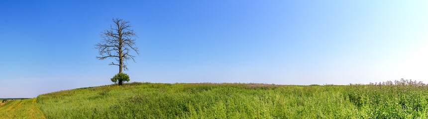 Wall Mural - Panoramic view of a field covered with green grass with a single standing dry tree trunk against a cloudless sky