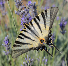 THE SCARCE SWALLOWTAIL BUTTERFLY ON THE LAVENDER FLOWER. CLOSE-UP