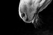 Horse Nostrils And Whiskers