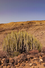 Canary Island spurge, (Euphorbia canariensis), with rocks and volcanic landscape mountain background