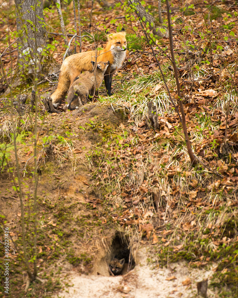 Red Fox animal Stock Photo. Red Fox mother and kit foxes in the forest ...