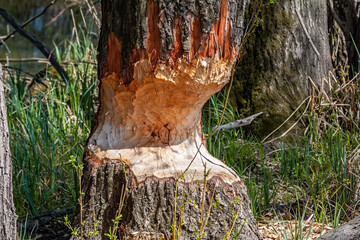 Marks afters beaver teeth on a tree trunk in wetland. Horizontal close-up composition on a tree growing on riverbank bitten from wild animal with green grass around.