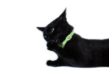 Fototapeta Koty - Black cat cleaning itself on white background