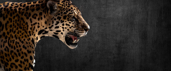Fototapete - jaguar on horizontal grey wall background