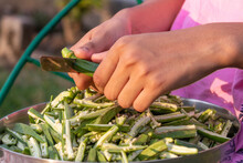 Young Girl Cutting Okra Lady Finger With Knife, Preparing Bhindi For Cook
