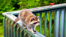 Raccoon And Cardinal On The Wooden Railing Of A Backyard Deck