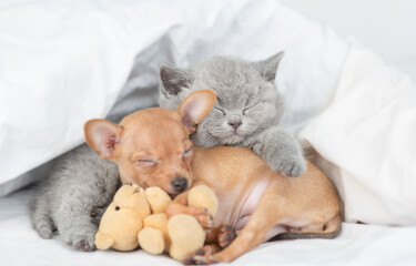 Canvas Print - toy terrier puppy and baby kitten sleep together under a warm blanket on a bed at home. kitten hugs 