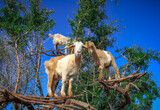 Fototapeta Pokój dzieciecy - Three goats on an aragn tree