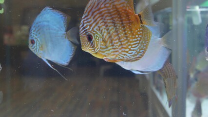 Diversity of tropical fishes in exotic decorative aquarium. Assortment in chatuchak fish market pet shops. Close up of colorful pets displayed on stalls. Variety for sale on counter, trading on bazaar