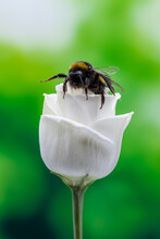 Close Up Of A Bumblebee On A White Rose