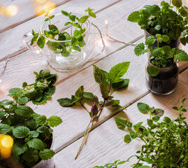 Homemade herbs in pots and glass jars (basil, mint, lemon balm) on a wooden background