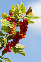 Wall Mural - Ripe red currants close-up  in the garden as background