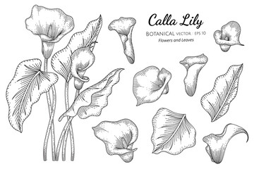 Wall Mural - Set of Calla Lily flower and leaf hand drawn botanical illustration with line art on white backgrounds.