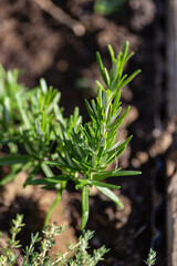 Wall Mural - Fresh Rosemary Herb in a cottage garden outdoor growing