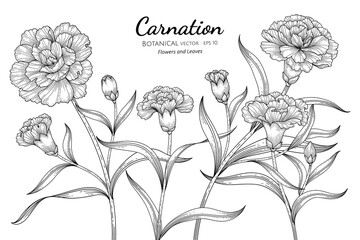 Wall Mural - Carnation flower and leaf hand drawn botanical illustration with line art on white backgrounds.