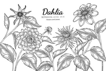 Wall Mural - Dahlia flower and leaf hand drawn botanical illustration with line art on white backgrounds.